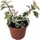 Hemizygia Kandy Rare Kisses Easy To Grow Indoors Or Outdoors Live Plant 2.5" Pot