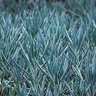 Senecio Serpens Blue Chalksticks Succulent Live Plant - 2.5" Pot Easy to Grow