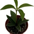 Pereskiifolia Succulent Peperomia Zigzags Easy Grow In & Out Live Plant 2.5" Pot