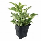 Live Houseplant Pearls & Jade Double Dip Devil's Ivy Epipremnum Aureum 4" Pot