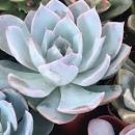Echeveria Succulent Canadian Easy Indoors & Outdoor Live Plant 2 Pack In 2" Pots