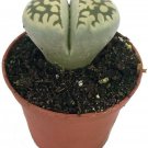 Lithops Living Stone Plant Strange Plant 2" Pot Live Strange Houseplant Indoor