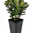 Crassula Jade Tree Baby Easy House Terrariums Fairys Garden Live Plant 2.5" Pot