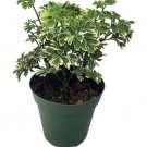 Polyscias Snowflake Aralia Fruticosa Bonsai Or House Live Plant 2 Pack In 2" Pot
