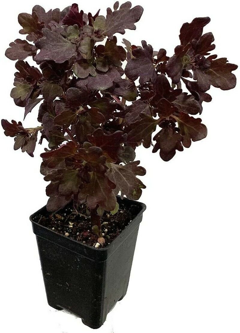 Coleus Red Leaf Rare Tree Mini Easy To Grow Indoor & Outdoor Live Plant 2.5 Pot