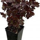 Coleus Red Leaf Rare Tree Mini Easy To Grow Indoor & Outdoor Live Plant 2.5 Pot
