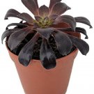 Aeoniums Rose Black Rares Succulent Very Easy To Grow Indoors Live Plant 2" Pot
