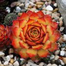 Sempervivum Chick Charm 2.5" Pot Gold Nugget Succulent Perennial Rosette Picotee