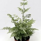 Fern Lace Silver Haven't Seeds Or Flowers Easy To Grow Indoors Live Plant 4" Pot