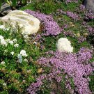 Thyme Strong Lavender With A Hint Of Lavenders Throwns Garden Live Plant 3" Pot