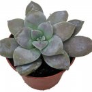 Pentandrum Ghost Purple Graptopetalums Succulent Easy Indoors Live Plant 2.5 Pot