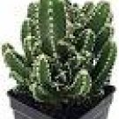 Castle Cactus Cereus Fairy Terrarium Fairy Live Garden 3" Pot