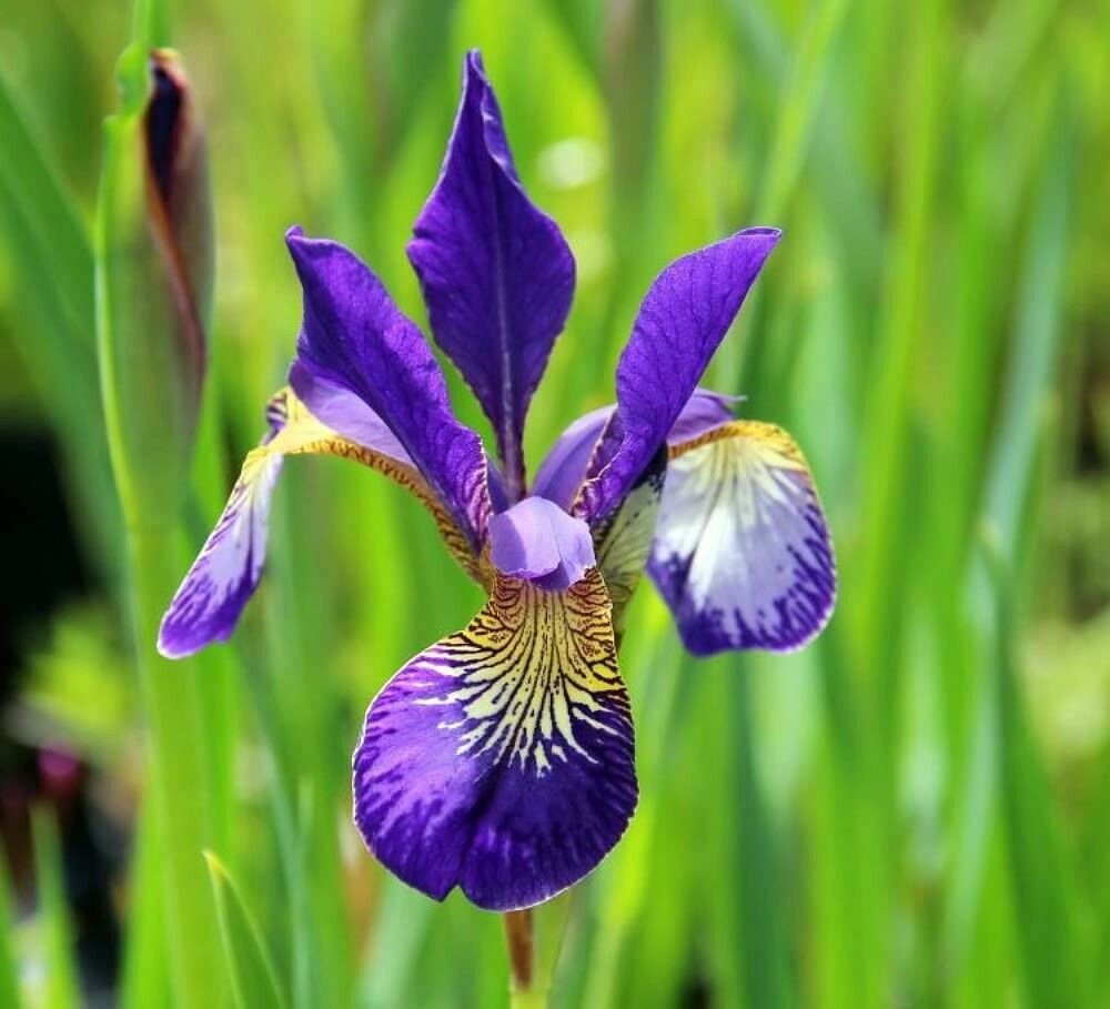 Deep Velvety Blue Caesars Brother Siberian Iris Live Plant-One Quart Pot