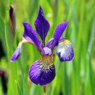 Deep Velvety Blue Caesars Brother Siberian Iris Live Plant-One Quart Pot