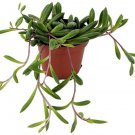 Othonna Capensis String of Rubies Succulent Live Plant Easy to Grow 2.5" Pot