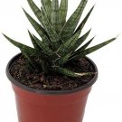 Francissi Serpentine Snake Live Indoor Plant Sanseveria Collector Series 2" Pot
