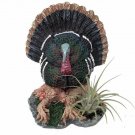Thanksgiving Turkey Planter Tillandsia Tom Gobbler Epiphytic Live Indoor Plant