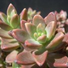 Graptosedums Higgins Alpenglows Vera Succulent Plant Indoors & Out Live 2.5" Pot