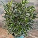 Aralia Elegantissima Threadleaf Bianca Easy Homegrow Live Plant 2 Pack In 2" Pot