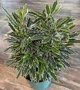 Aralia Elegantissima Threadleaf Bianca Easy Homegrow Live Plant 2 Pack In 2" Pot
