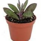 Crassissimus Leaf Senecio Vertical Succulent House Live Plant 2 Pack 2" Pots