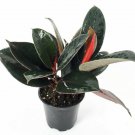 Ficus Burgundy India Rubber Tree Live Plant 4" Pot Indoor Outdoor