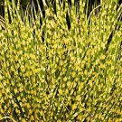 Miscanthus Maiden Gold Bar Perennial Ornamental Grass Garden Live Plant 2.5" Pot