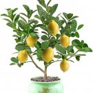 Bergamot Orange Citron Lemon Tree Live Starter Plant Seeding, 15-17 inch Height Lemon Fruit Tree