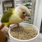 Birds LOVE Alpiste 100% Non-GMO Double Cleaned Canary Seed 5lbs-From Canada