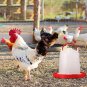 Chicken Feeder Drinker Poultry Chick Hen Quail Bantam Food Water Kettle New S5