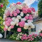 1 Pack Perennial Hydrangea Flower Seeds Plant for Home Gardens Outdoor Garden Blooms Hardy Plan