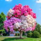 1 Pack Perennial Hydrangea Flower Seeds Plant for Home Gardens Outdoor Garden Blooms Hardy Plan