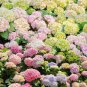 1 Pack Perennial Hydrangea Flower Seeds Plant for Home Gardens Outdoor Garden Blooms Hardy Plan