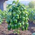 85pcs Green Pepper Seeds – Drought-Resistant, Sun-Loving, Ideal for Pots very suitable for p