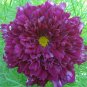 Purple (Mixed) Cosmos Bipinnatus Coreopsis Cosmos Double Flowers 40 Seeds