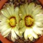 Astrophytum asterias Cactus 40 Seeds