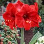 Amaryllis Red Lion 2 Seeds