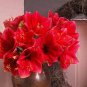 Amaryllis Red Lion 2 Seeds