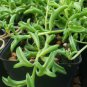 Dolphin Succulent 20 Seeds