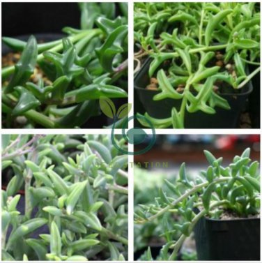 Dolphin Succulent 200 Seeds