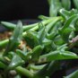 Dolphin Succulent 200 Seeds