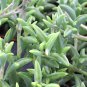 Dolphin Succulent 200 Seeds