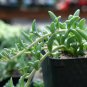 Dolphin Succulent 200 Seeds