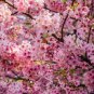 Japanese Pink Cherry Blossom Sakura Tree 40 Seeds