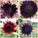 'Moulin Rouge' Series Purple Black Sunflower 80 Seeds