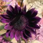'Moulin Rouge' Series Purple Black Sunflower 80 Seeds
