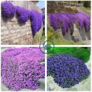 Creeping Thyme Seeds Or Blue ROCK CRESS 200 Seeds