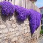 Creeping Thyme Seeds Or Blue ROCK CRESS 200 Seeds