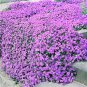 Creeping Thyme Seeds Or Blue ROCK CRESS 200 Seeds