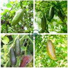 Mixed Finger Lime Green Red Pink Fruit 40 Seeds